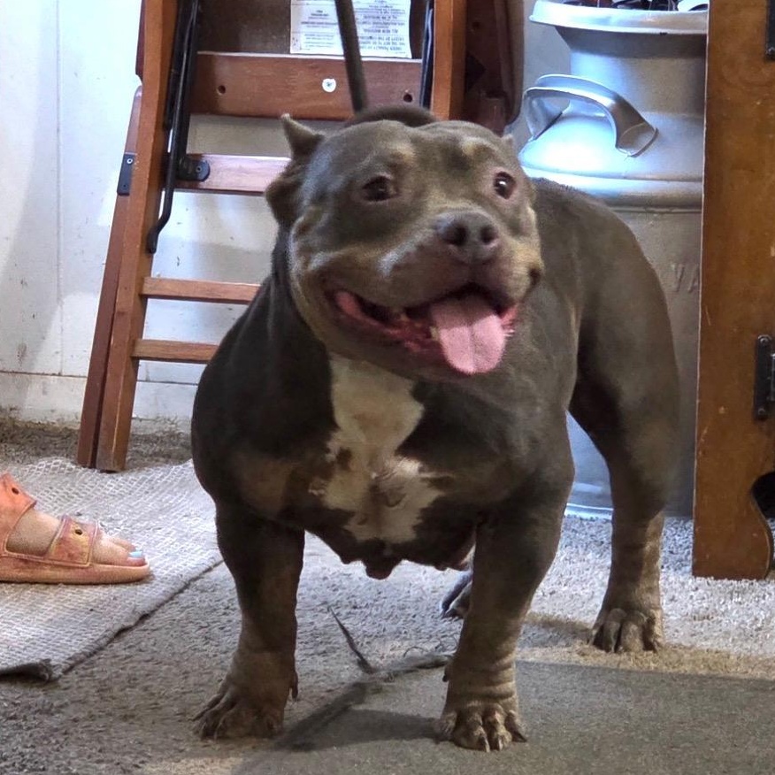Enlarge Lady, a Adoptable Bulldog in Blue Springs, MO image 1/1