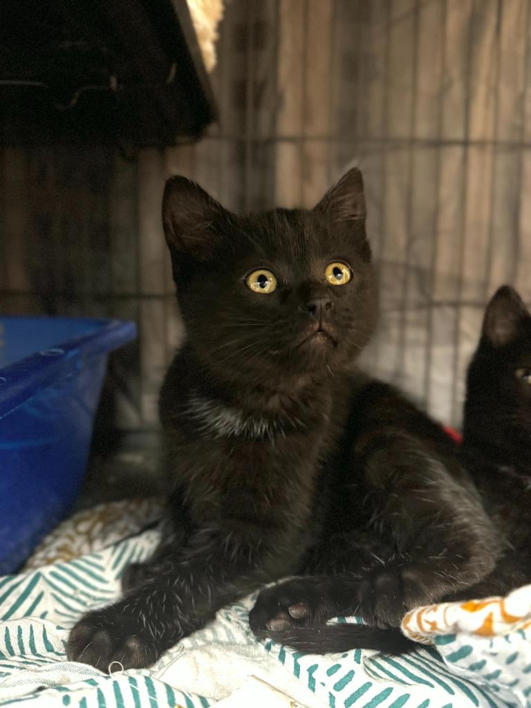 Apple Pie - At Petco, Adoptable, Kitten Male Domestic Short Hair.