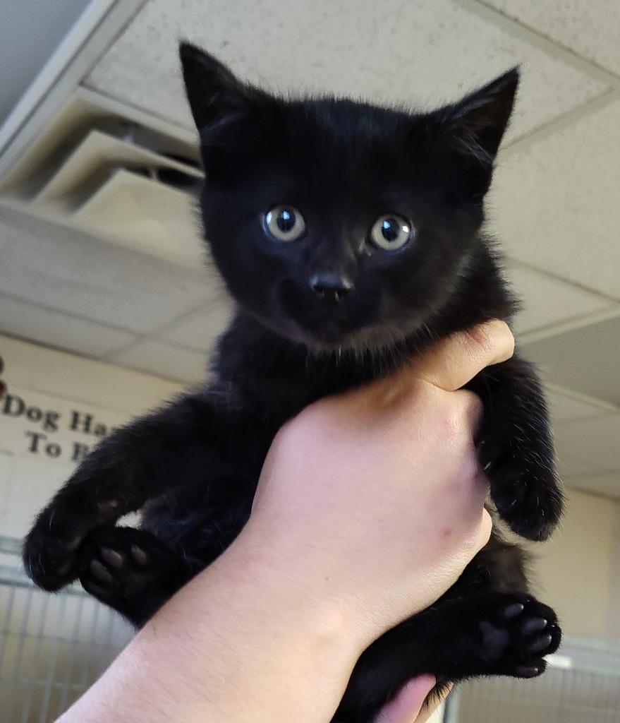 Enlarge Apple Pie - At Petco, a Adoptable mixed breed in Grand Forks, ND image 2/2