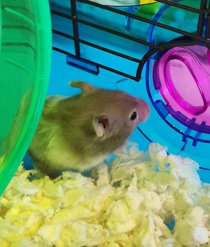 Pisces, Adoptable, Young Male Hamster & Dwarf Hamster.