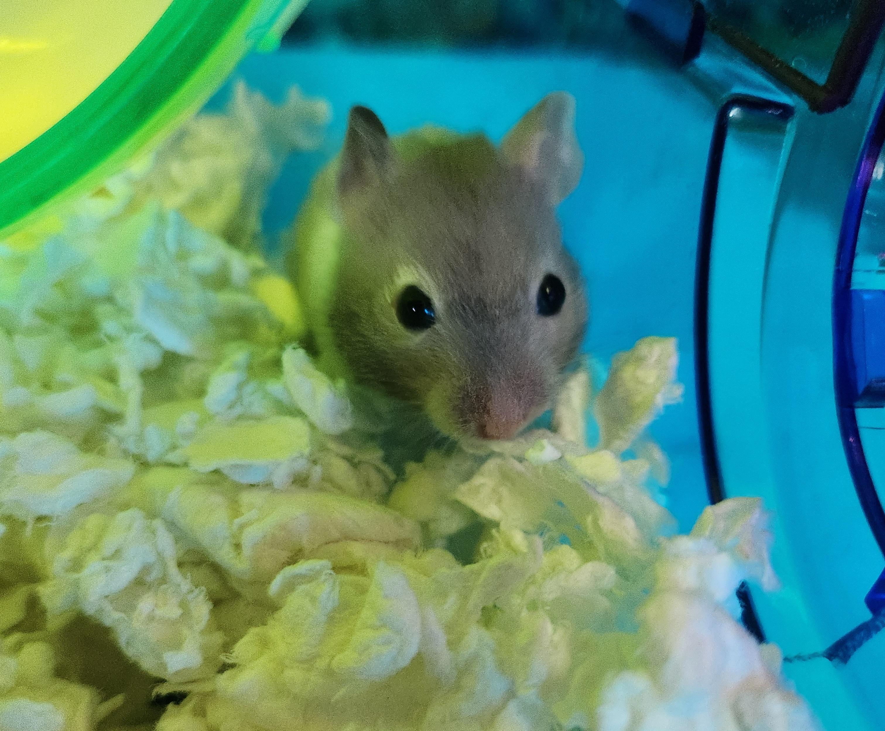 Enlarge Pisces, a Adoptable mixed breed in Whitby, ON image 2/2