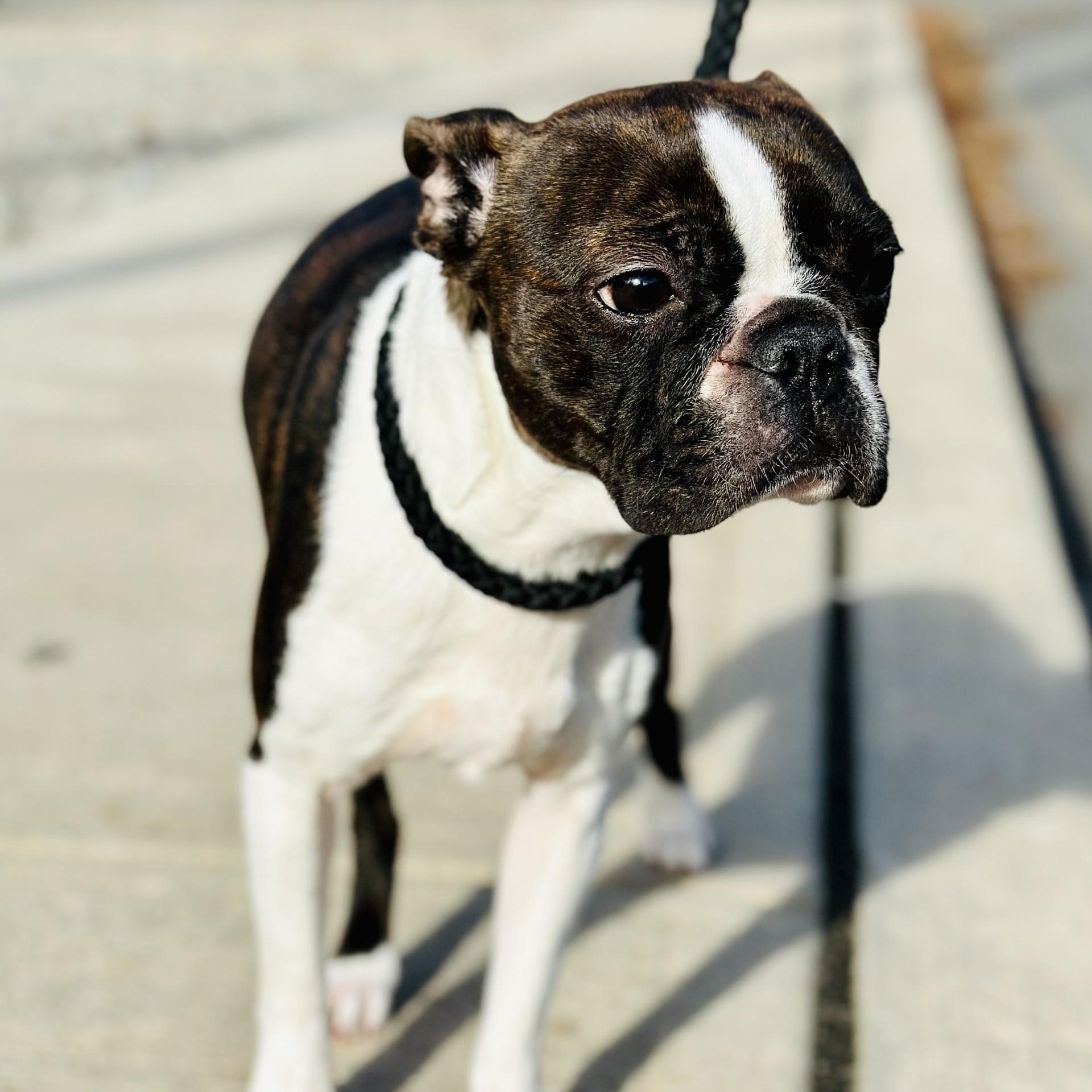 Coyota , ADOPTABLE, Adult Female Boston Terrier.