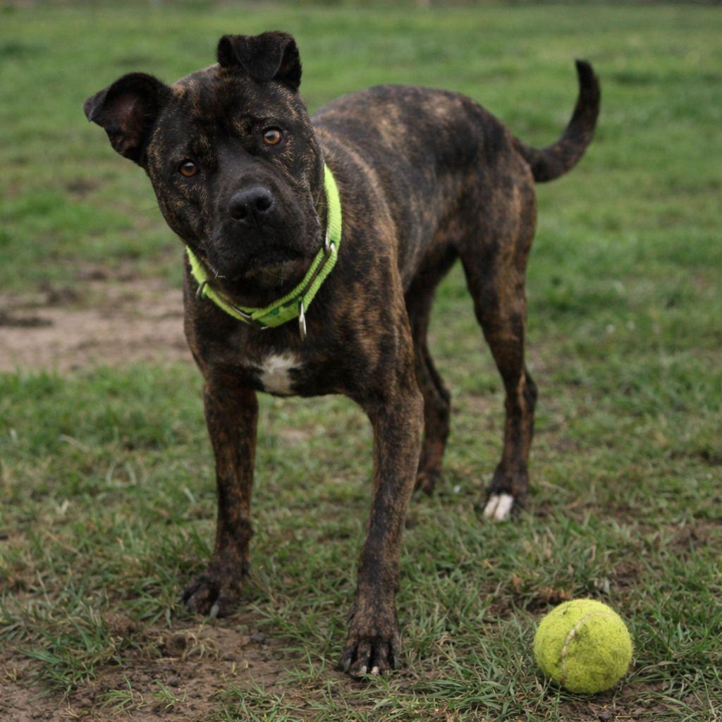 Enlarge Joni Lou, a Adoptable mixed breed in Plain City, OH image 1/6