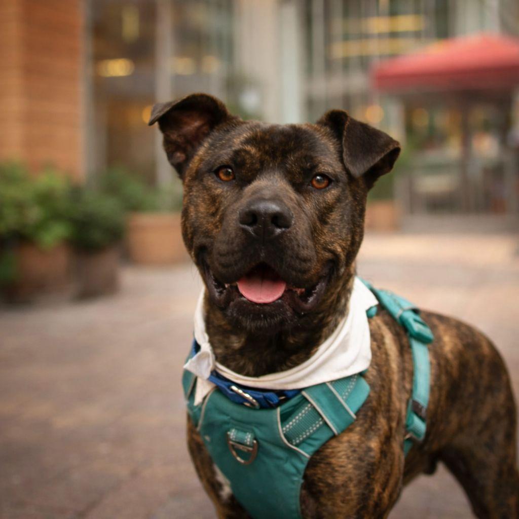 Enlarge Joni Lou, a Adoptable mixed breed in Plain City, OH image 2/6
