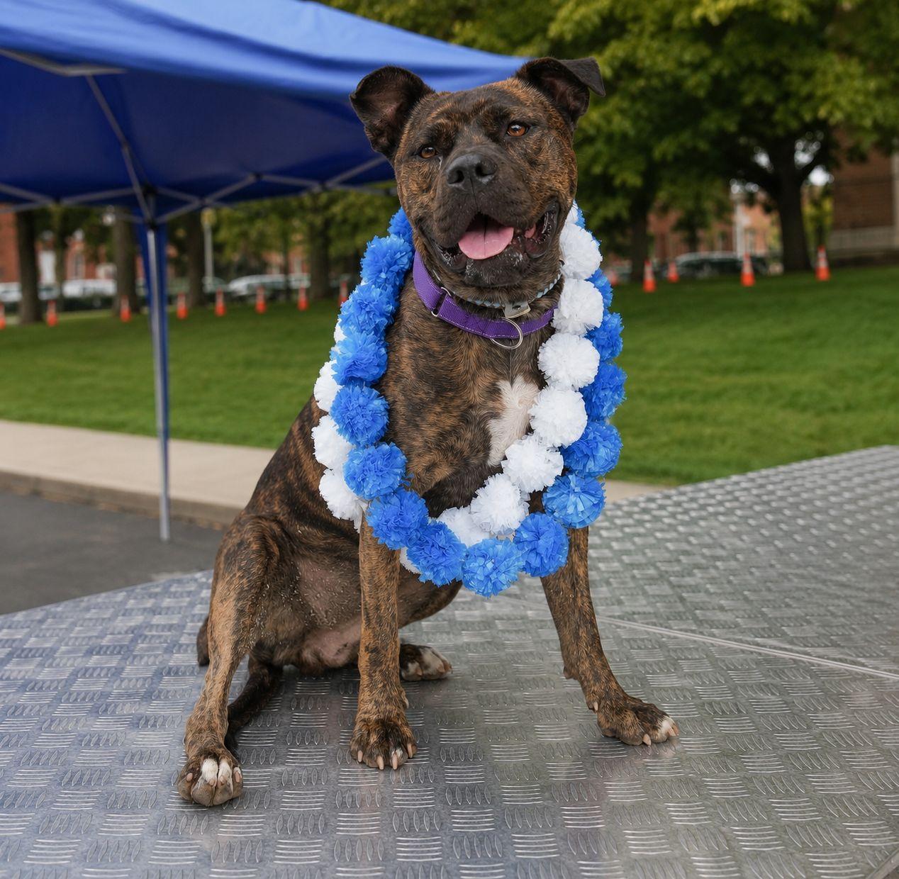 Joni Lou, a Adoptable mixed breed in Plain City, OH image 3/5