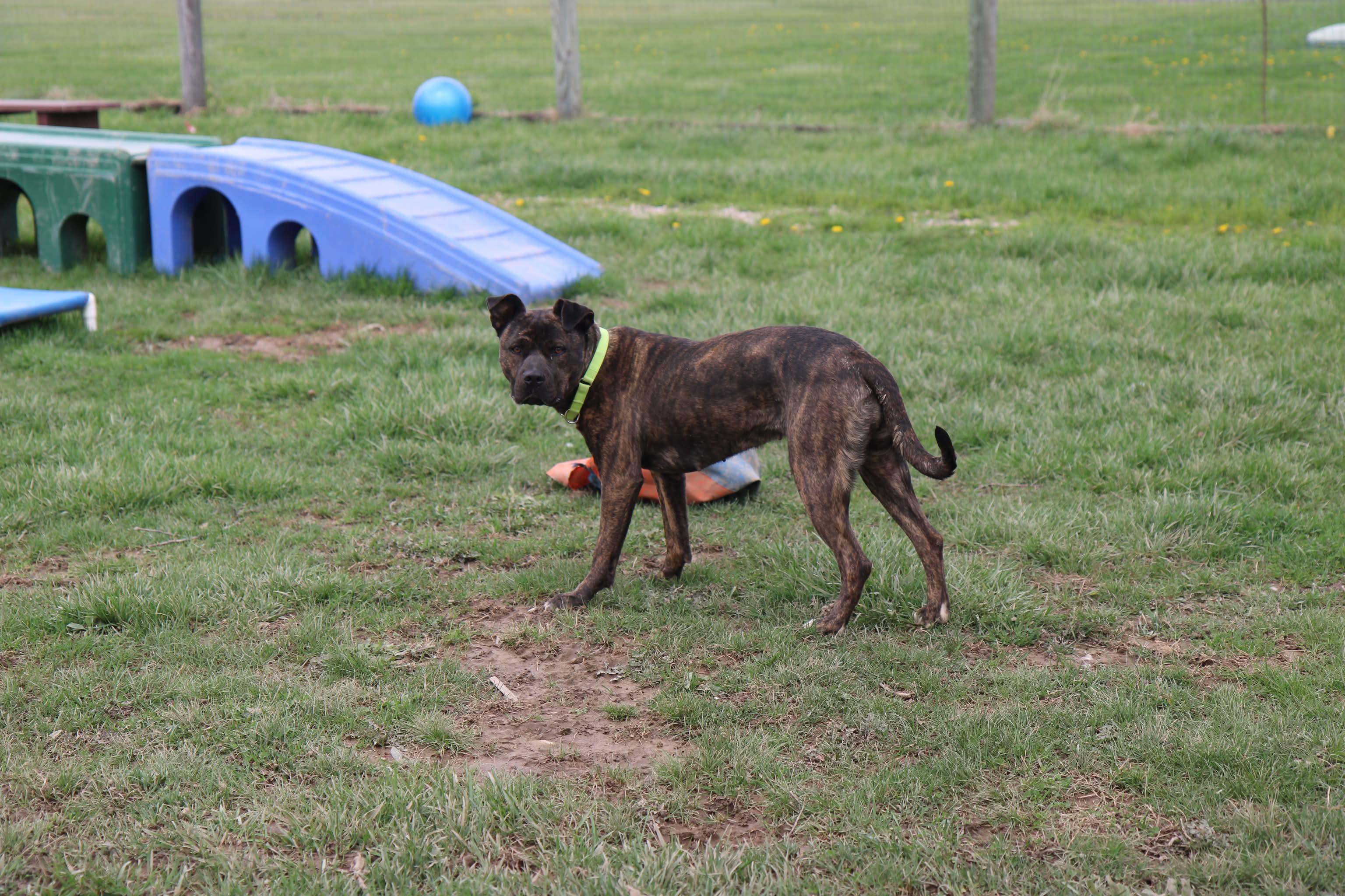 Enlarge Joni Lou, a Adoptable mixed breed in Plain City, OH image 3/6