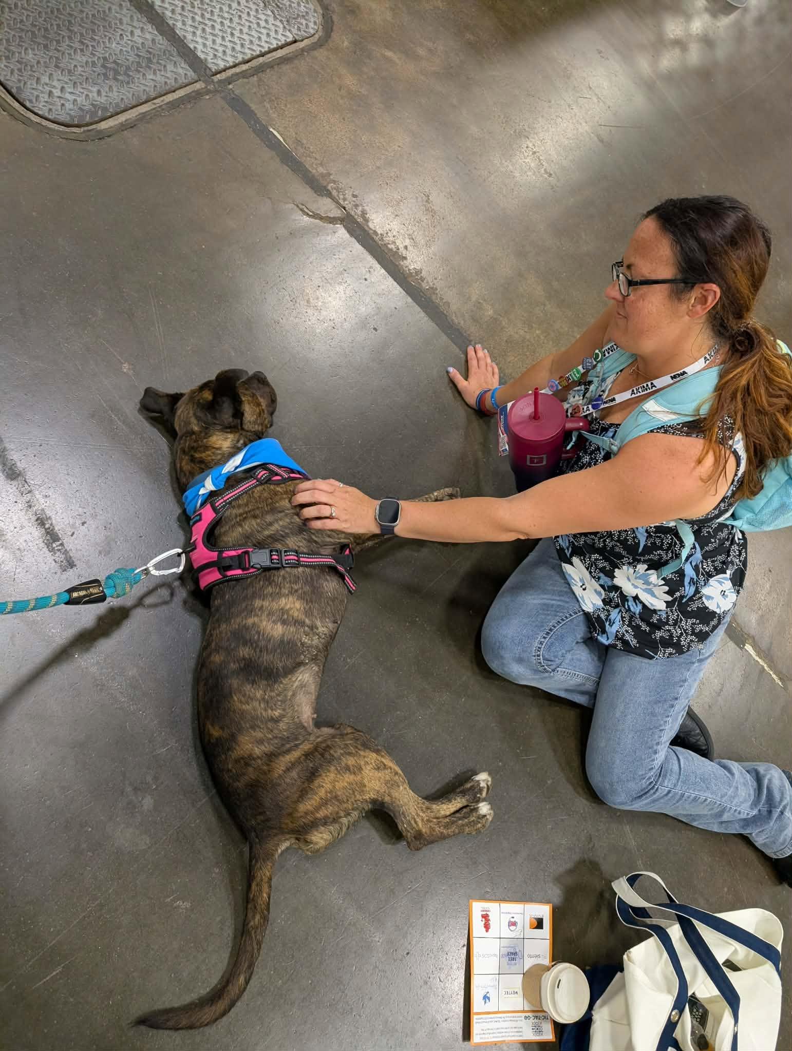 Joni Lou, a Adoptable mixed breed in Plain City, OH image 5/5