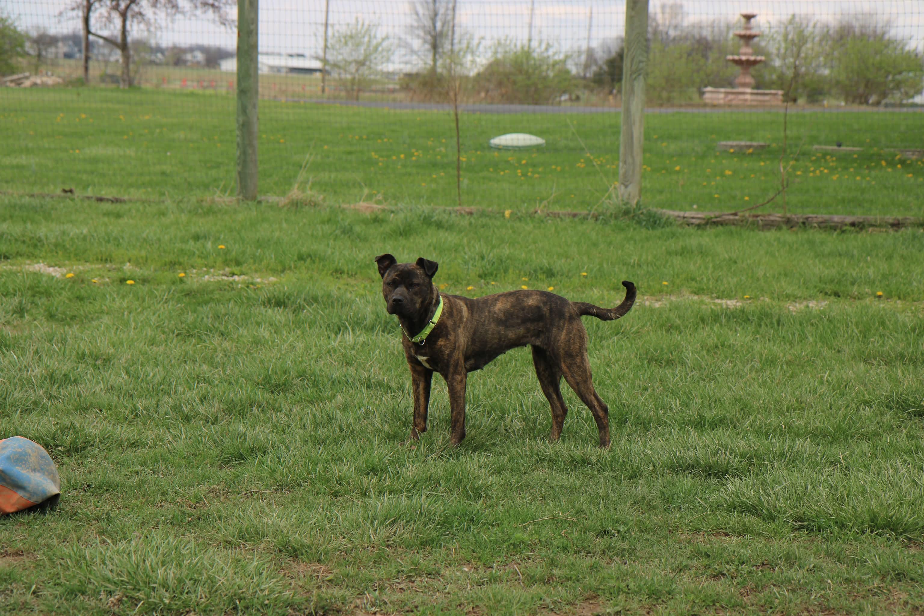 Enlarge Joni Lou, a Adoptable mixed breed in Plain City, OH image 4/6