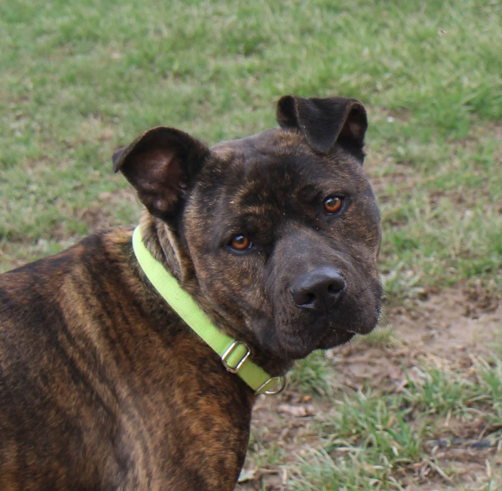 Enlarge Joni Lou, a Adoptable mixed breed in Plain City, OH image 5/6