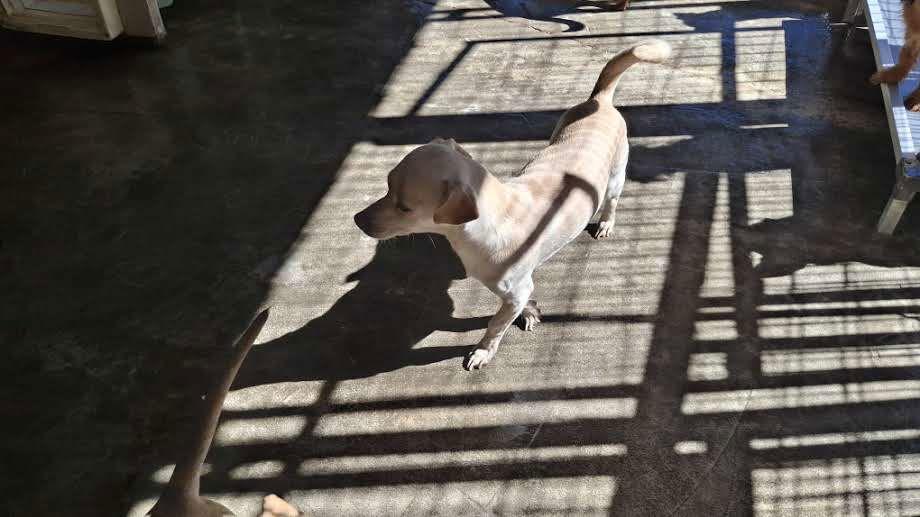 Enlarge JAMES, a Adopted Chihuahua in Sebec, ME image 1/3