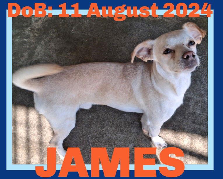 Enlarge JAMES, a Adopted Chihuahua in Sebec, ME image 2/3