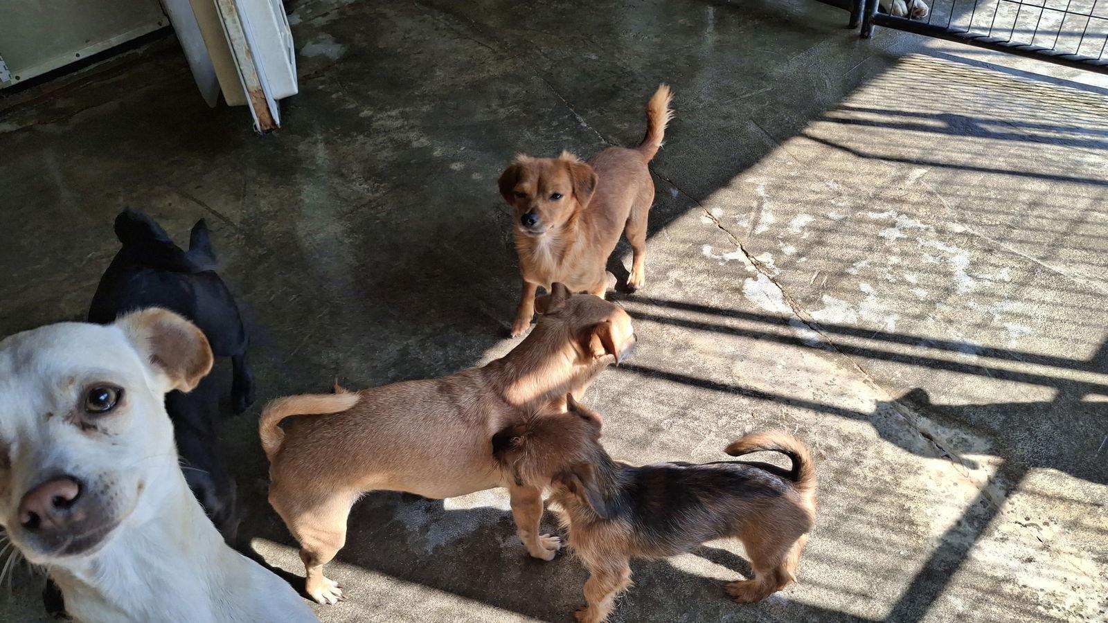 Enlarge JAMES, a Adopted Chihuahua in Sebec, ME image 3/3