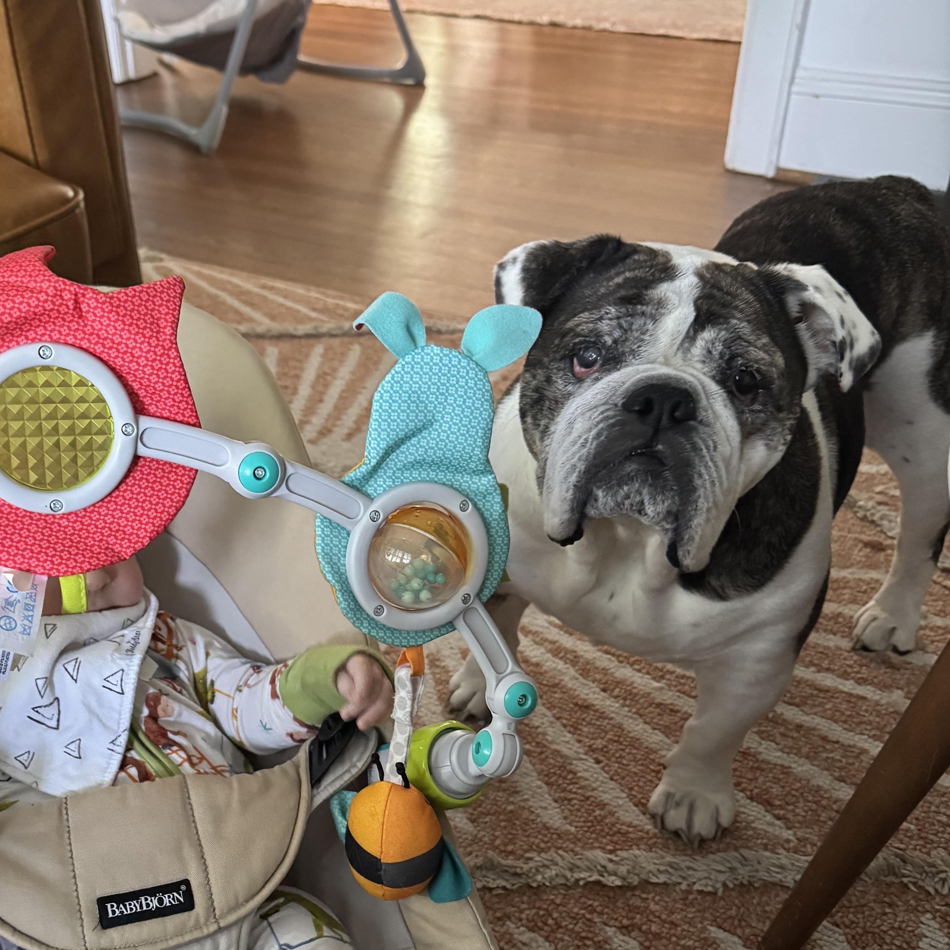 Ru, a ADOPTABLE English Bulldog in Richmond, VA image 5/6