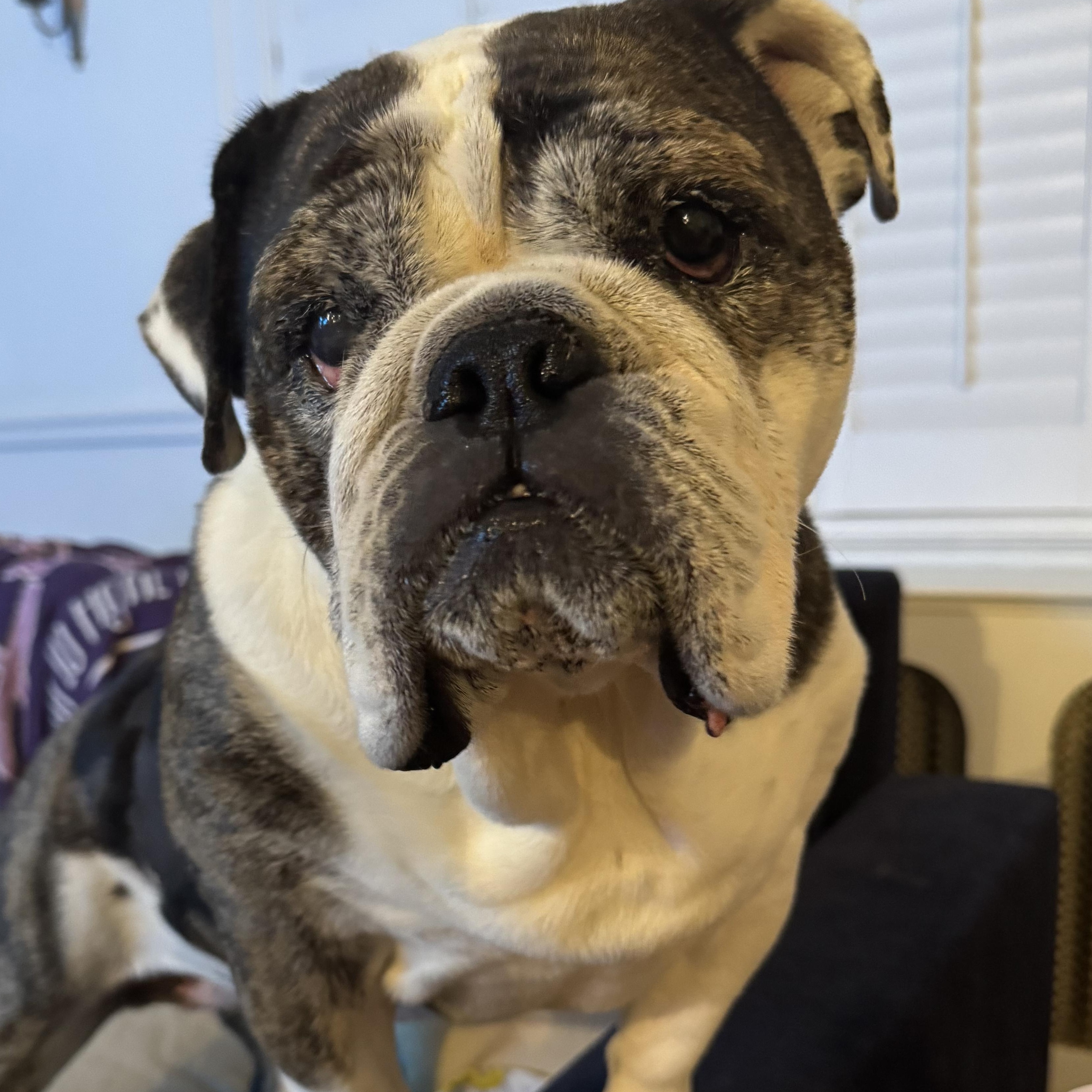 Ru, a ADOPTABLE English Bulldog in Richmond, VA image 4/6