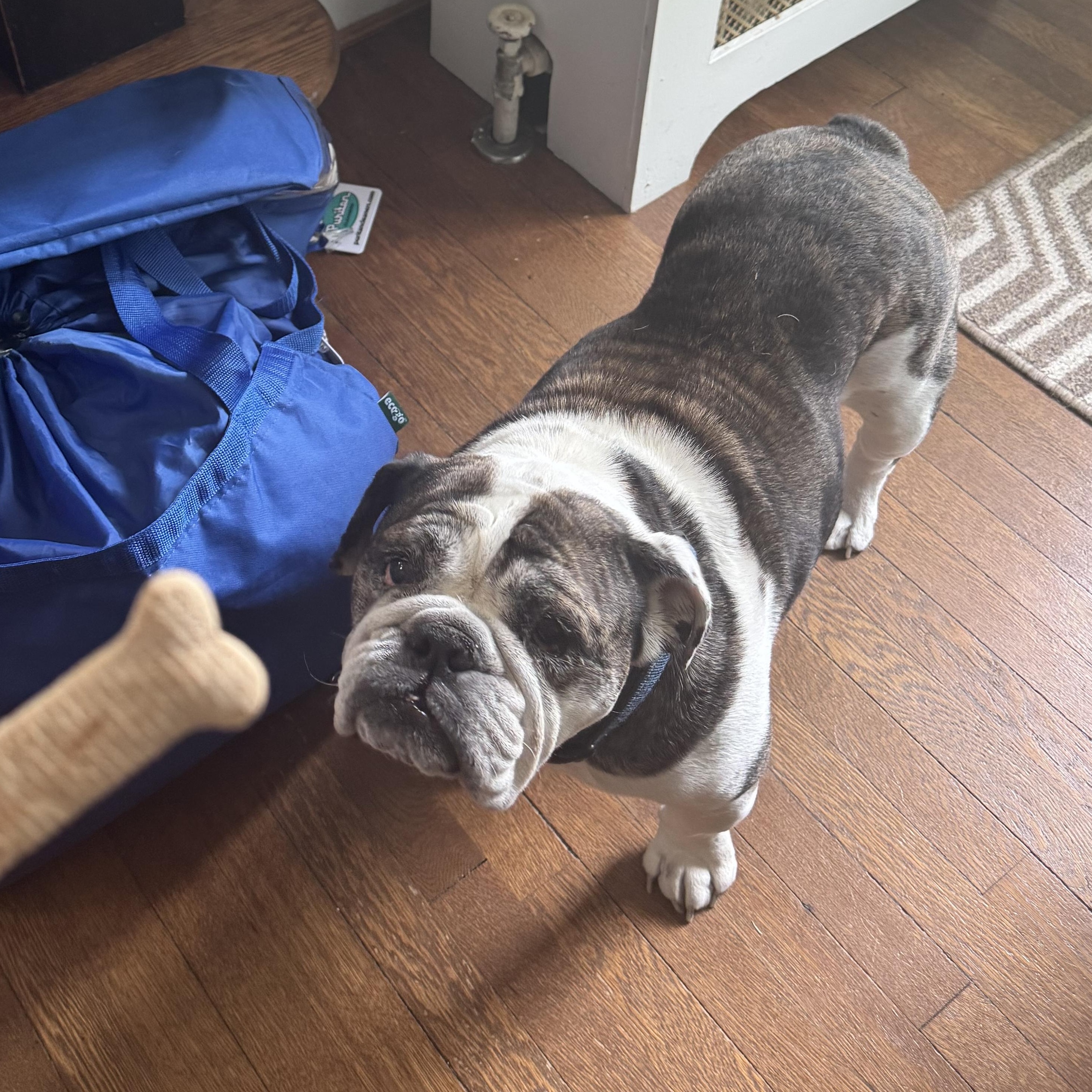 Ru, a ADOPTABLE English Bulldog in Richmond, VA image 6/6