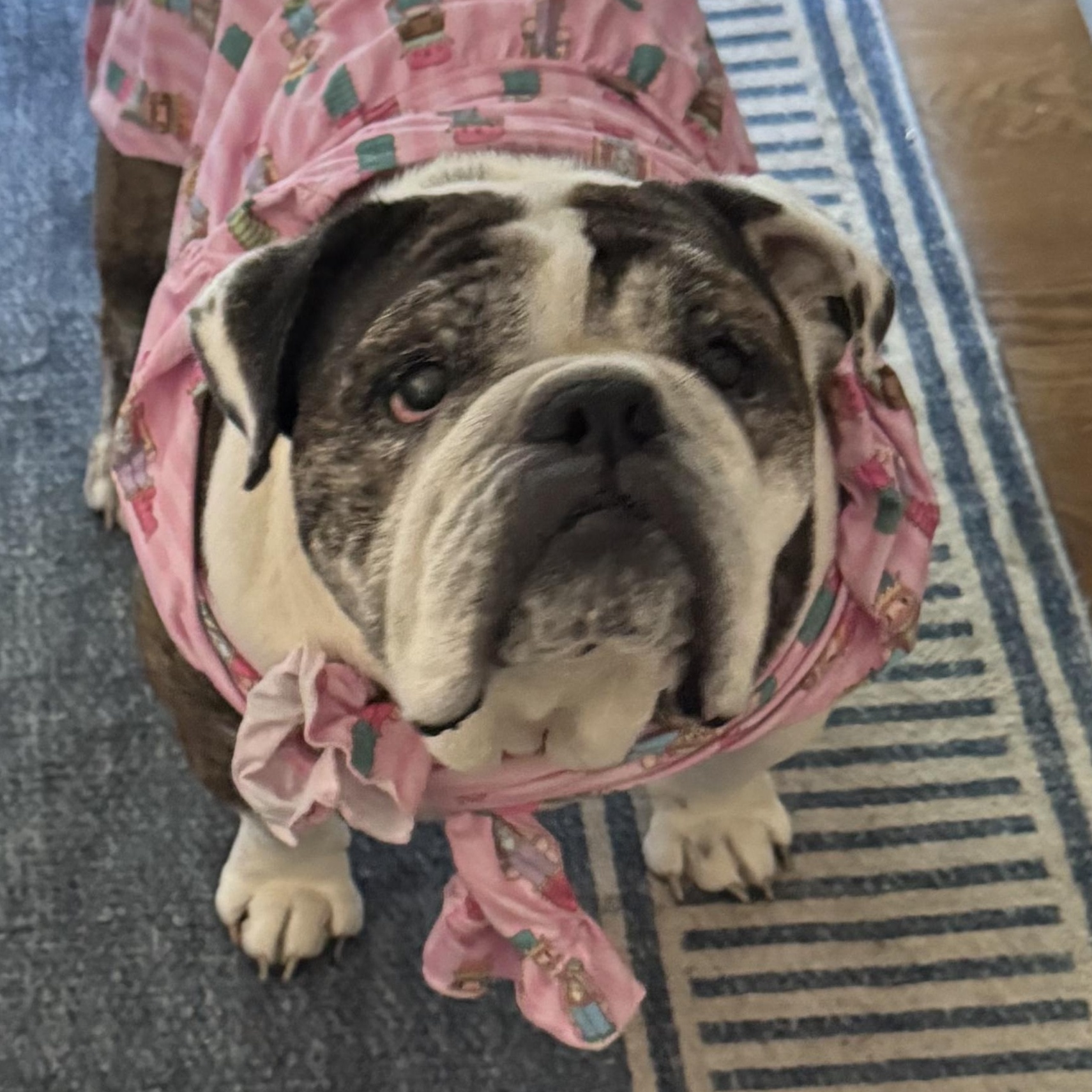 Ru, a ADOPTABLE English Bulldog in Richmond, VA image 2/6