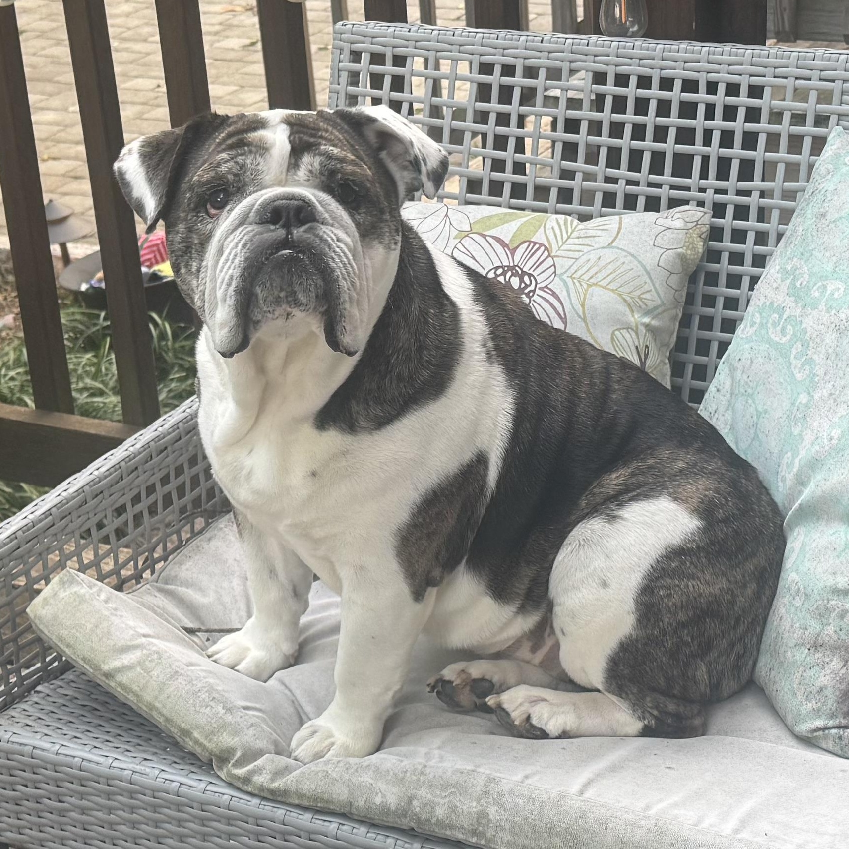 Ru, a ADOPTABLE English Bulldog in Richmond, VA image 3/6