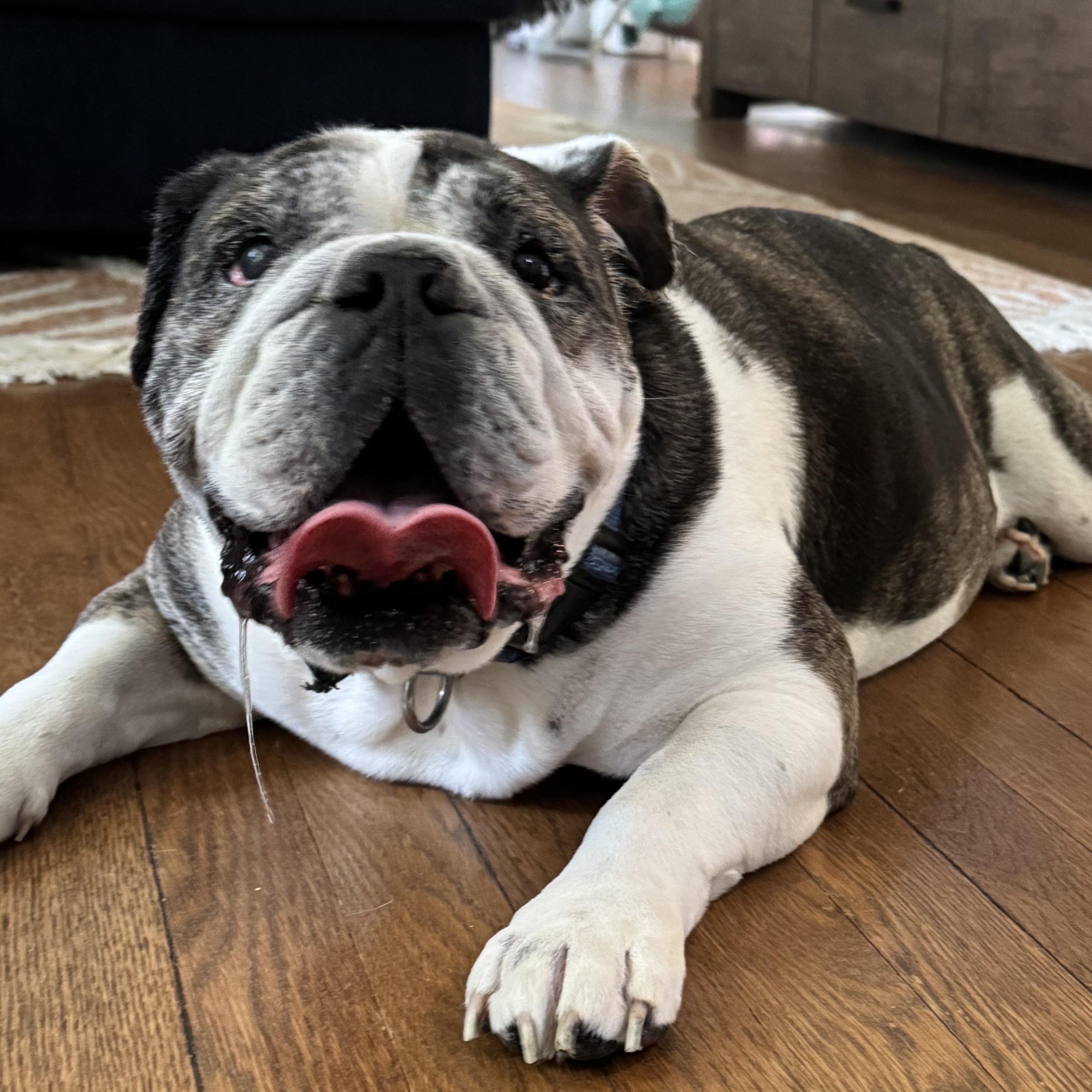 Ru, a ADOPTABLE English Bulldog in Richmond, VA image 1/6