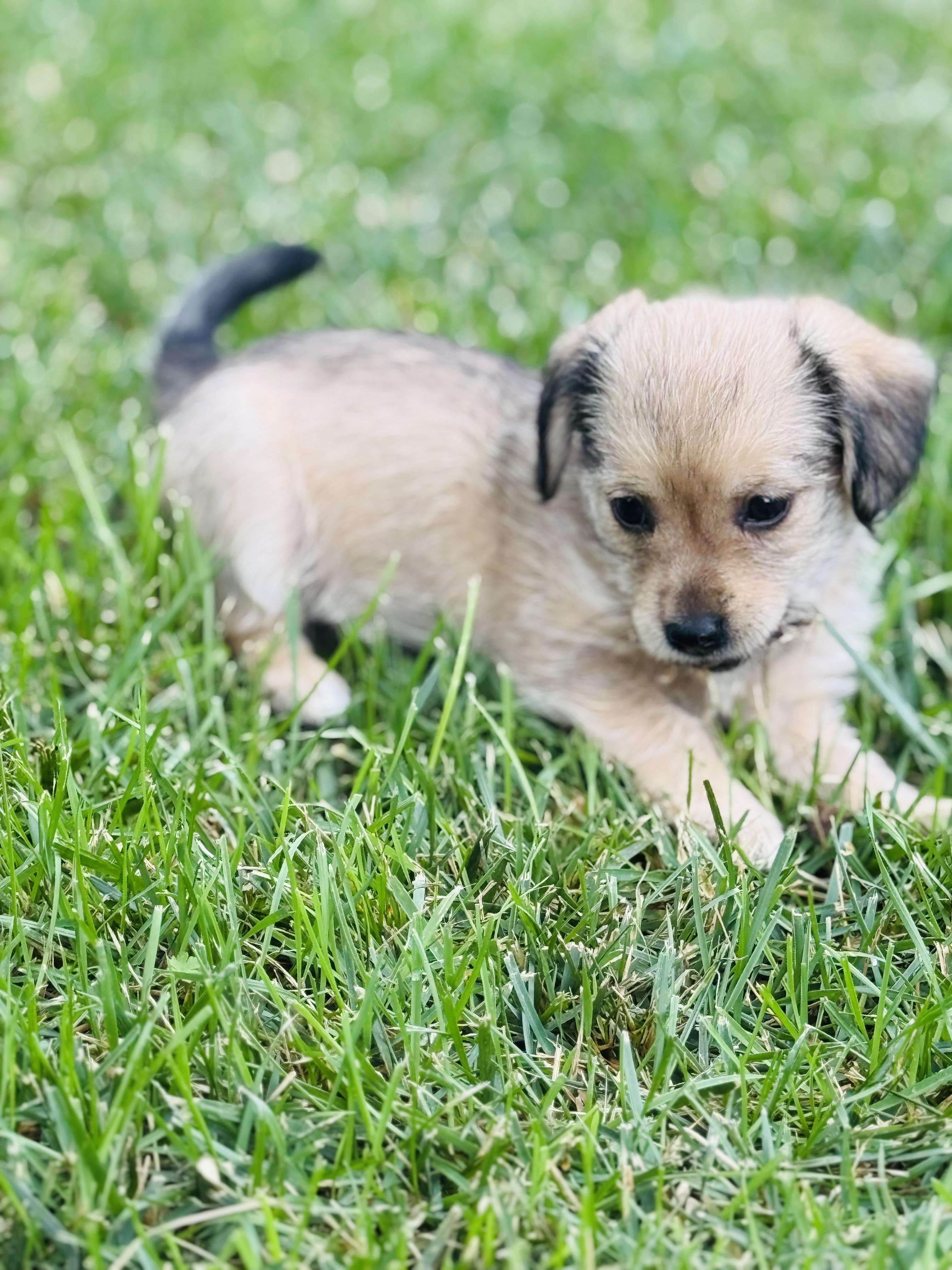Lily and Lola, an adoptable Spaniel, Havanese in Danville, CA, 94506 | Photo Image 1