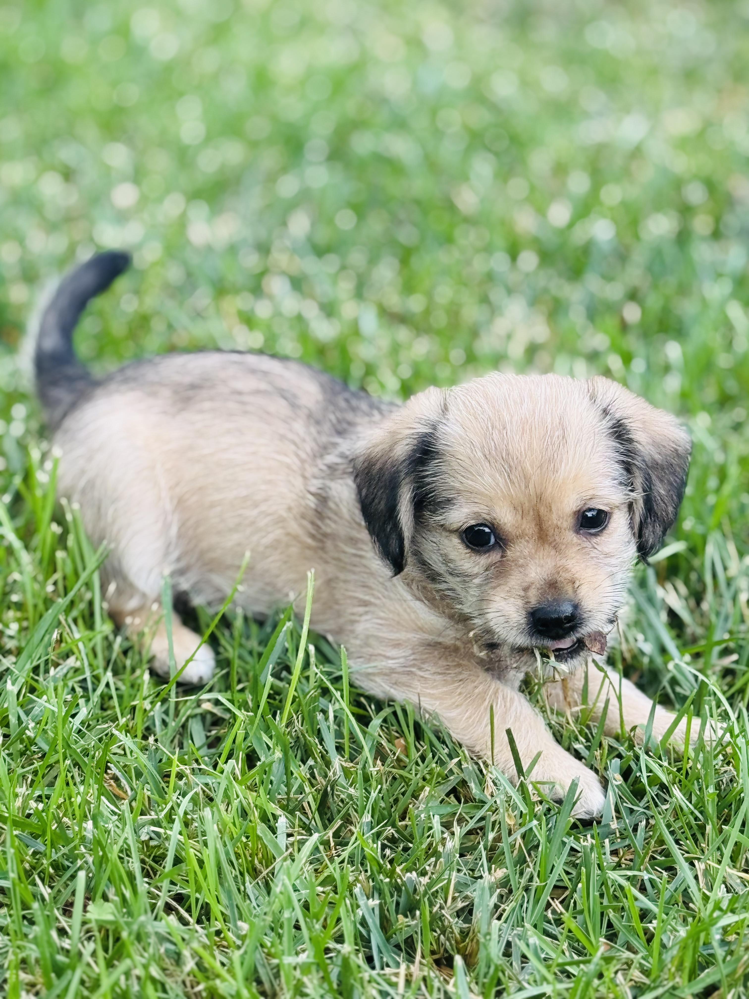 Lily and Lola, an adoptable Spaniel, Havanese in Danville, CA, 94506 | Photo Image 3