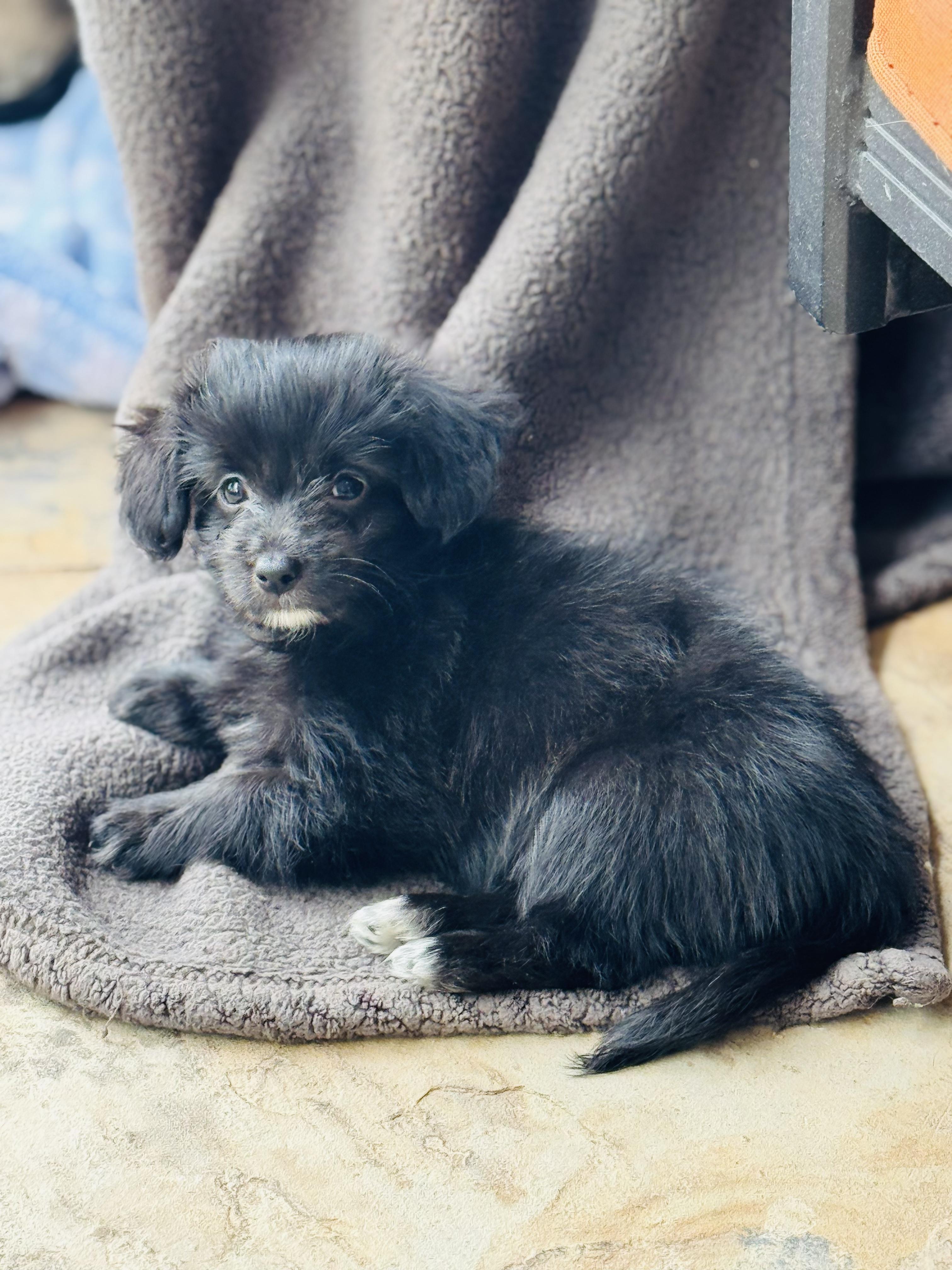 Lily and Lola, an adoptable Spaniel, Havanese in Danville, CA, 94506 | Photo Image 2