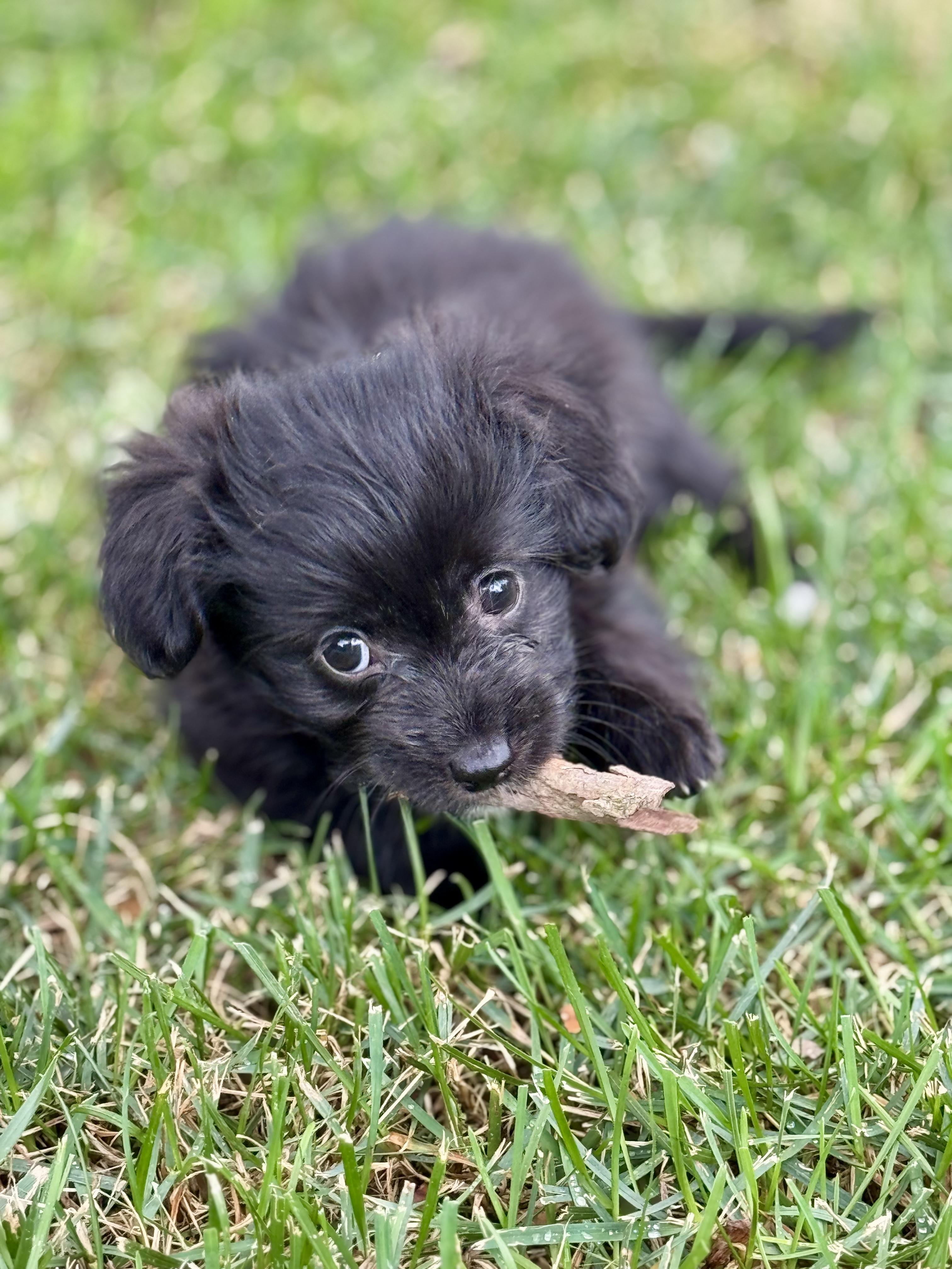 Lily and Lola, an adoptable Spaniel, Havanese in Danville, CA, 94506 | Photo Image 4