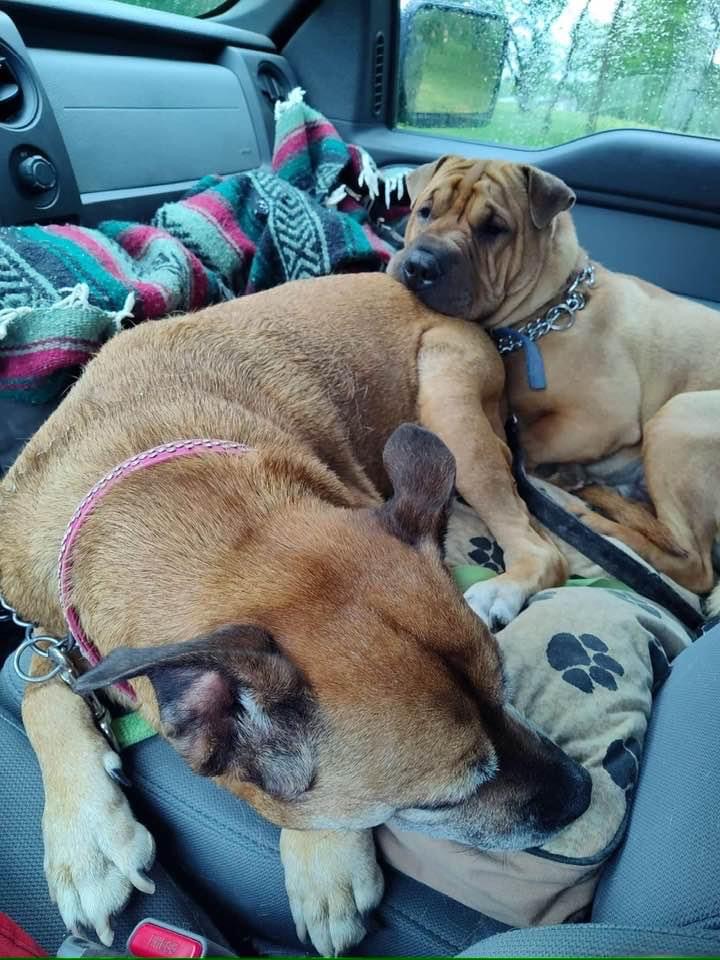 Thumper and Ninja, Adopted, Young Male Shar-Pei.