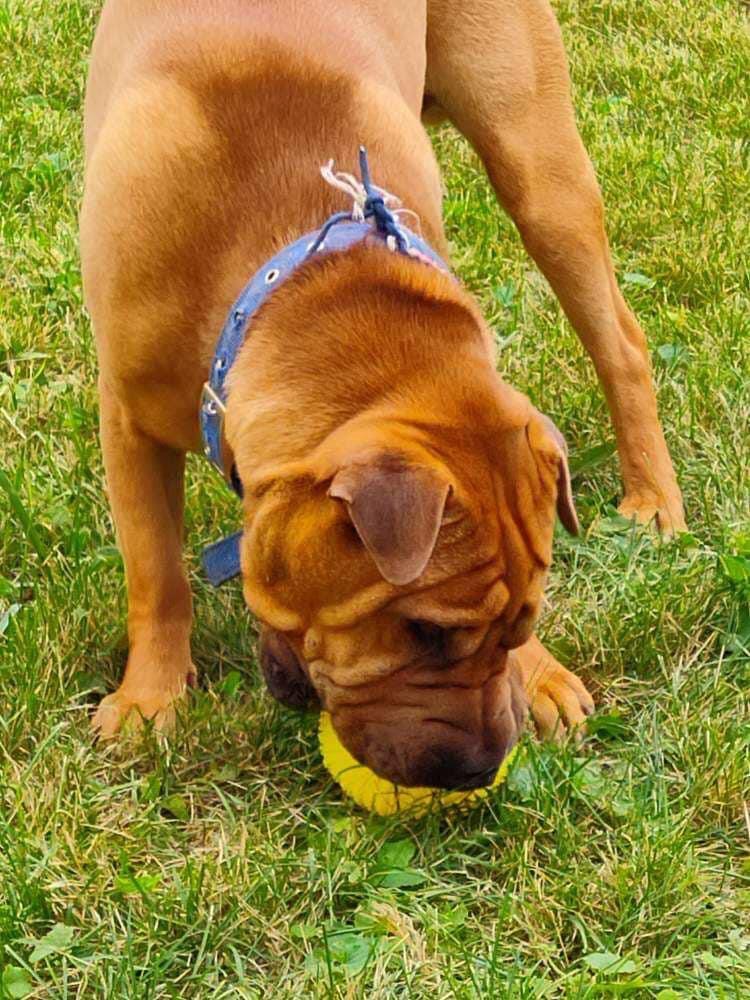Enlarge Thumper and Ninja, a Adopted Shar-Pei in Crystal Lake, IL image 3/5