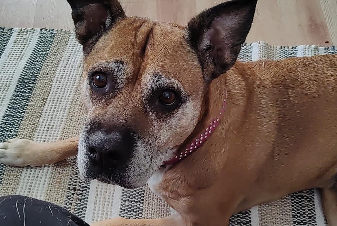 Enlarge Thumper and Ninja, a Adopted Shar-Pei in Crystal Lake, IL image 5/5