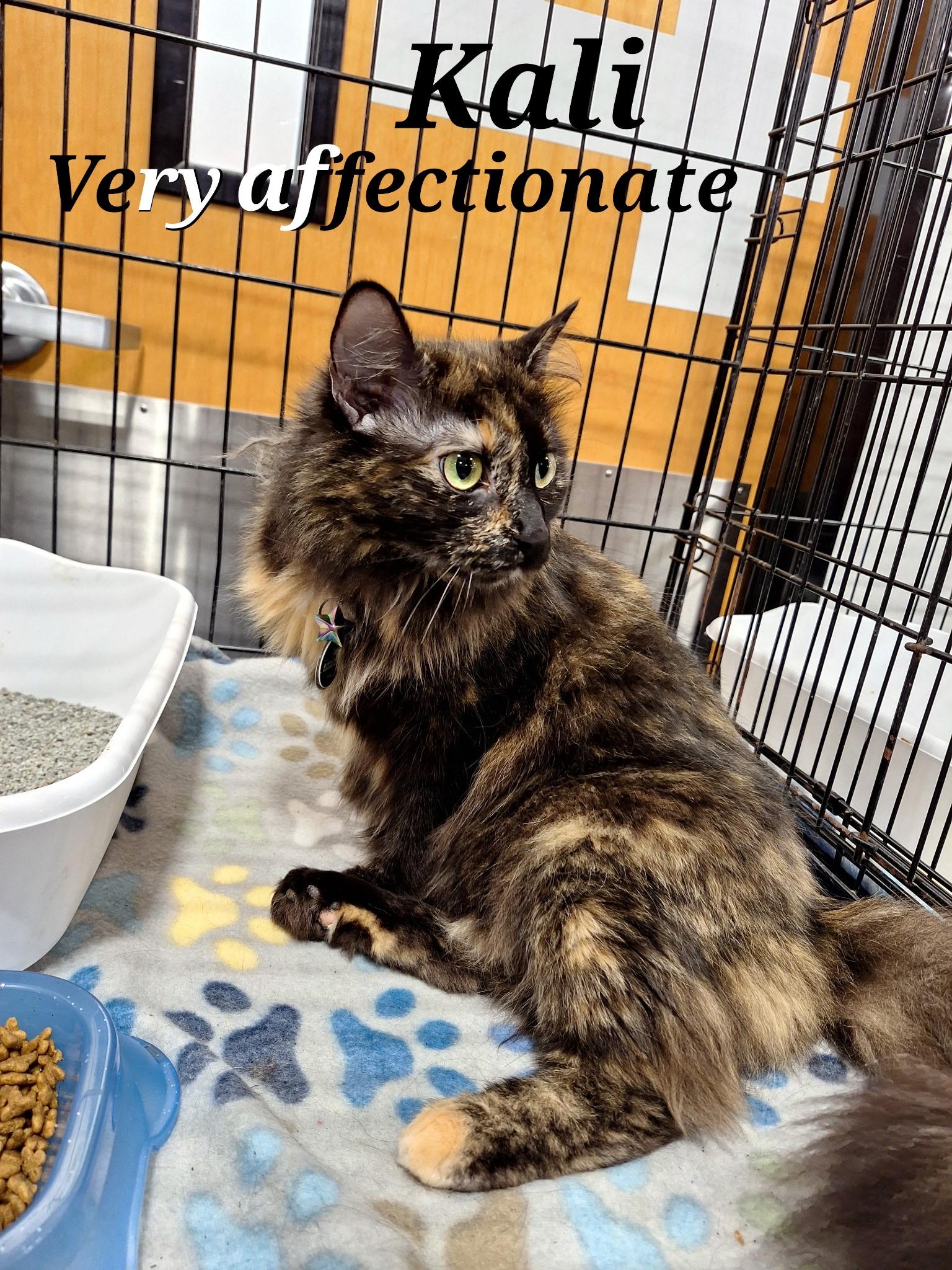 kali, Adult Female Persian