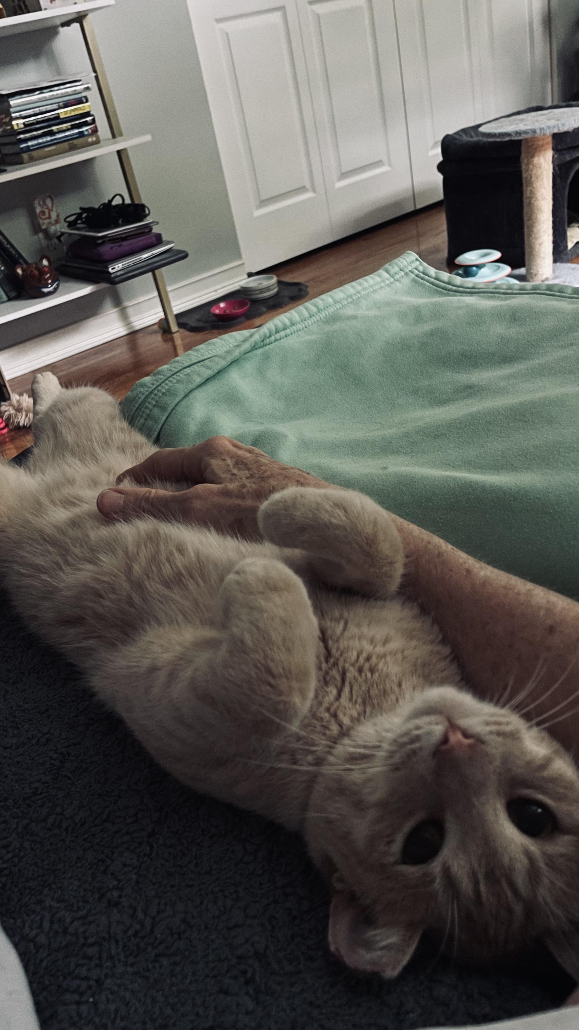 Mango, an adopted Domestic Short Hair in Brighton, MI image 2/3