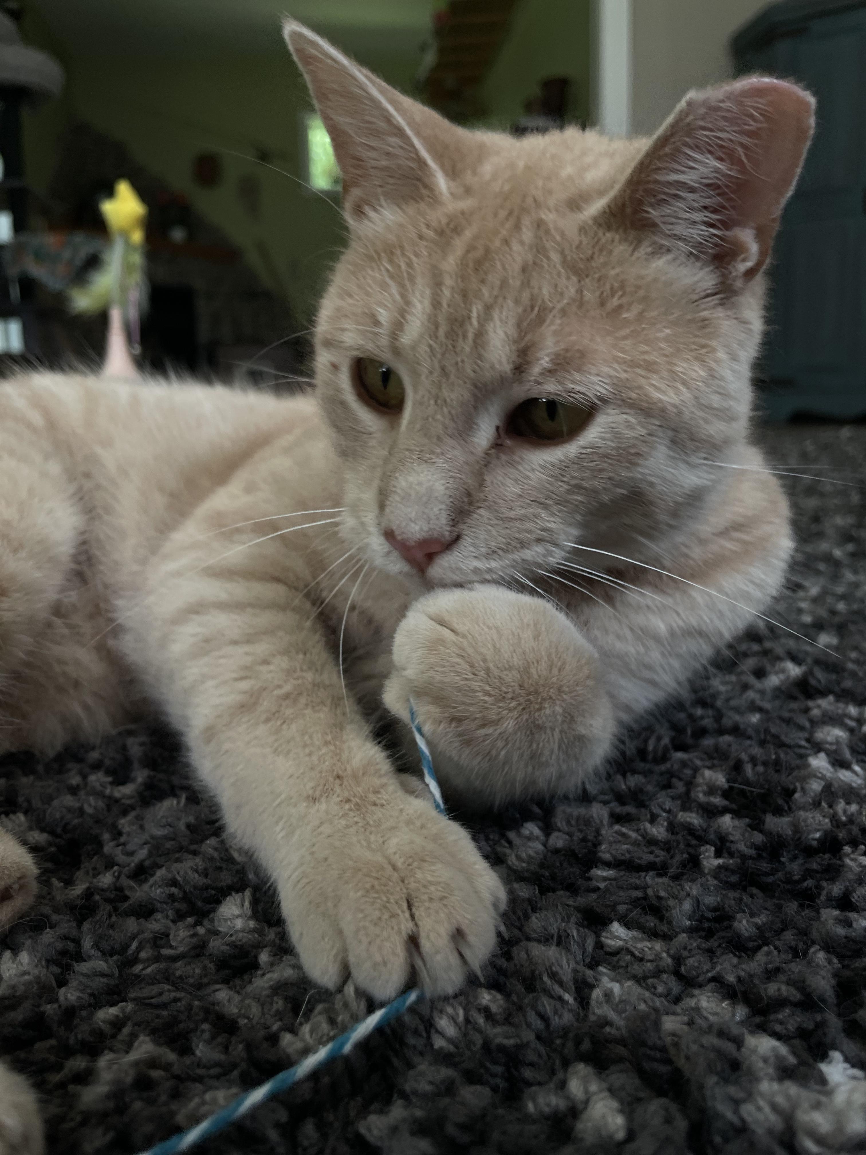 Mango, adopted, Young Male Domestic Short Hair.