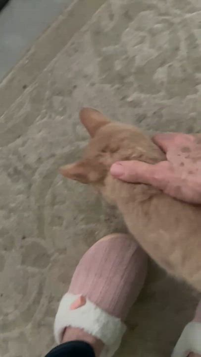Enlarge Mango, an adopted Domestic Short Hair in Brighton, MI video 3/3