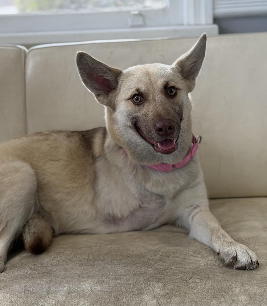 Enlarge Fenny , a ADOPTABLE mixed breed in Mahwah, NJ image 4/6