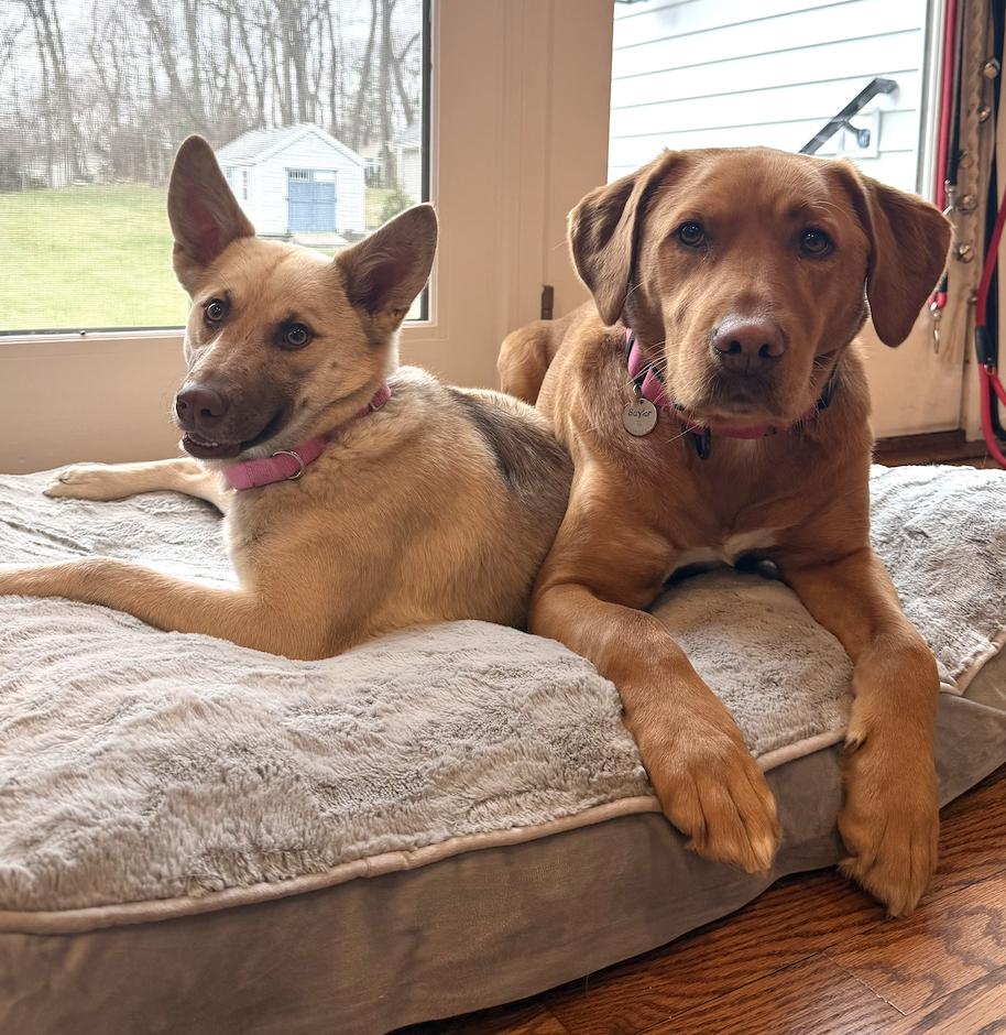 Enlarge Fenny , a ADOPTABLE mixed breed in Mahwah, NJ image 2/6