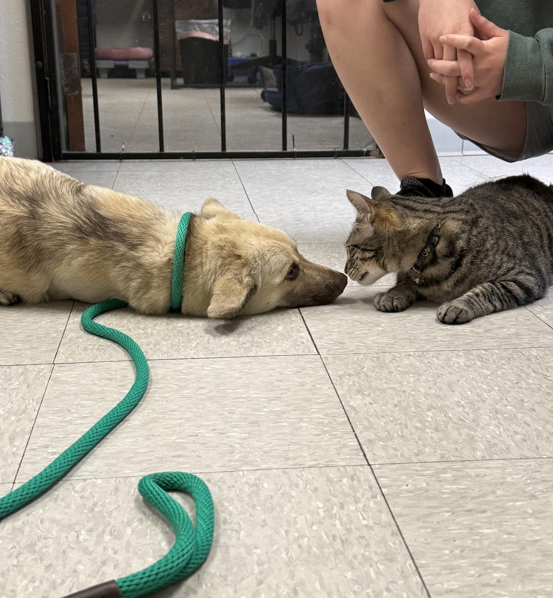 Enlarge Fenny , a ADOPTABLE mixed breed in Mahwah, NJ image 3/6