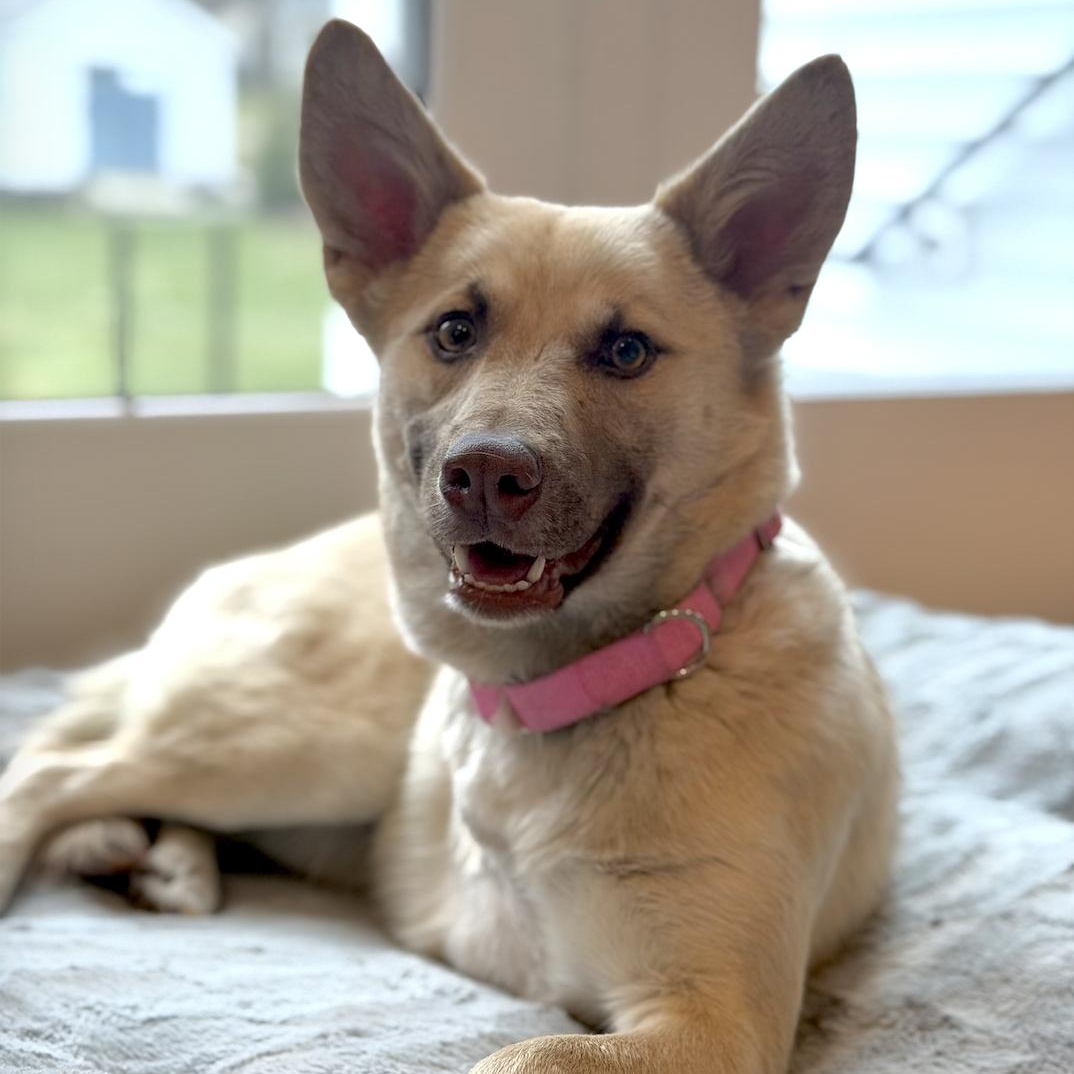 Enlarge Fenny , a ADOPTABLE mixed breed in Mahwah, NJ image 1/6