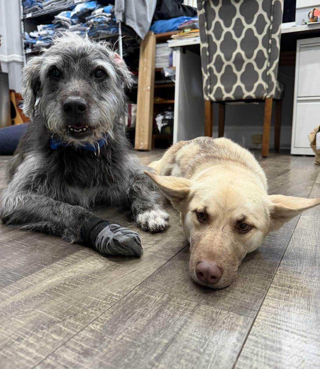 Enlarge Fenny , a ADOPTABLE mixed breed in Mahwah, NJ image 6/6