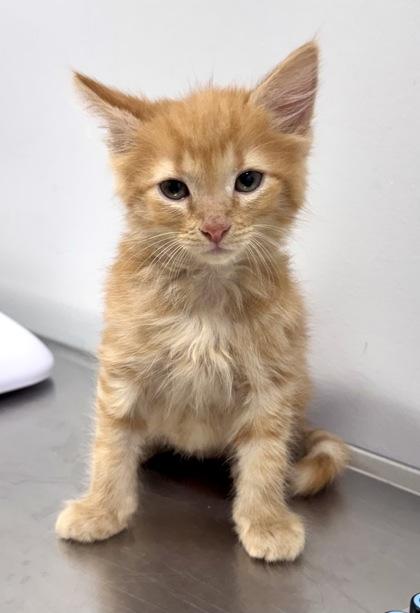 Brennan at PetSmart in Athens, GA, adoptable, Kitten Male Domestic Short Hair.