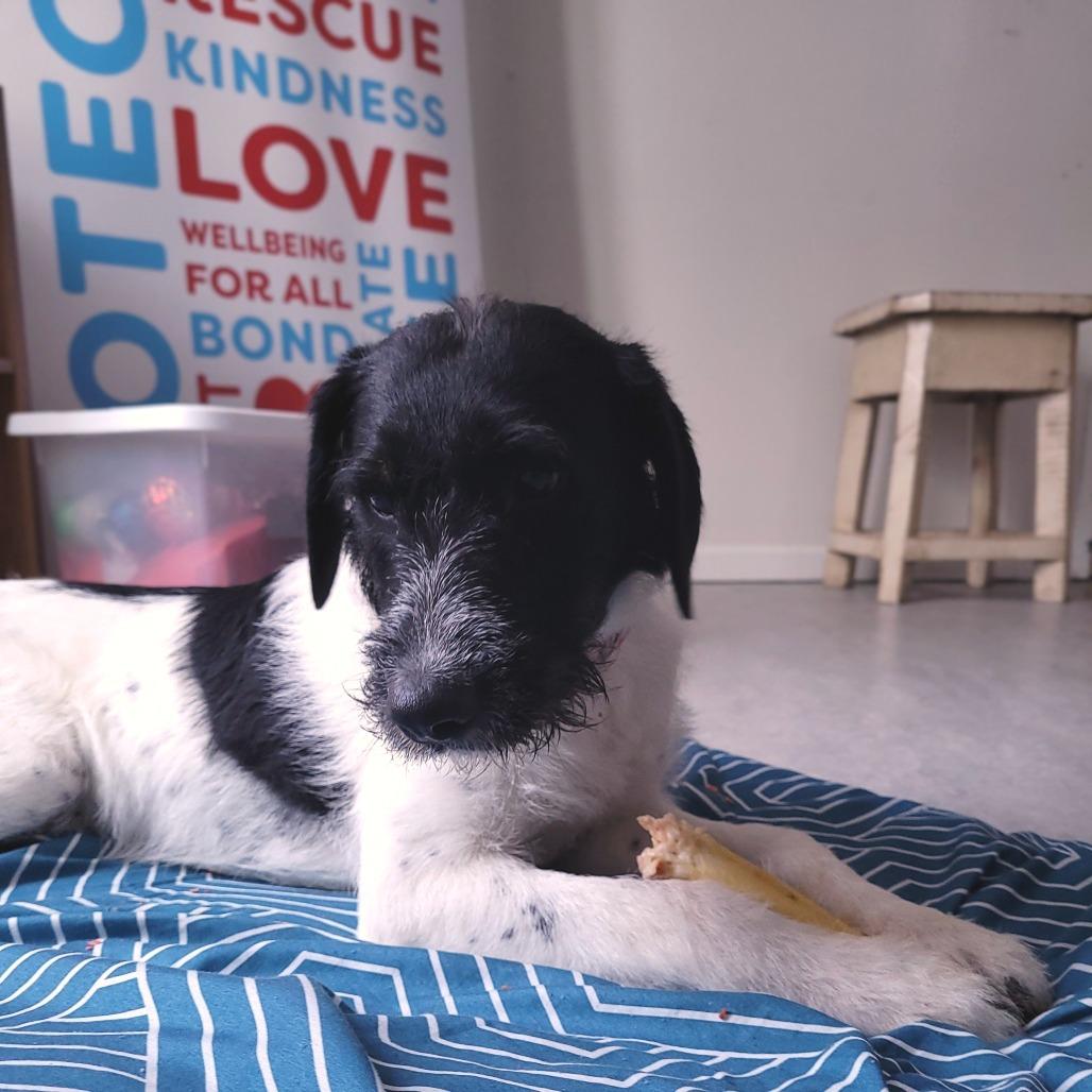 Trevor, Adoptable, Young Male Mixed Breed.