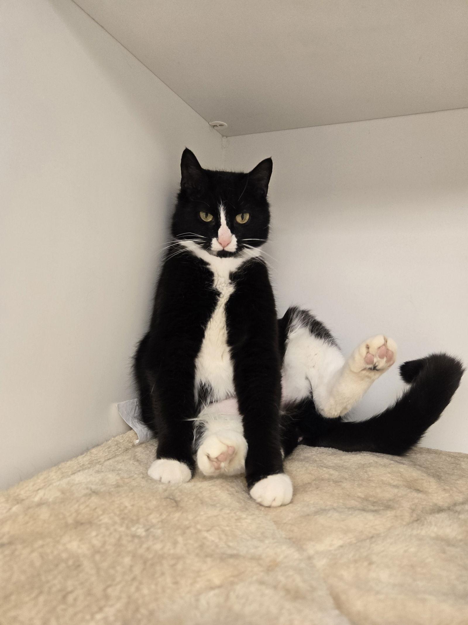 Muffin, Adoptable, Young Female Domestic Short Hair.