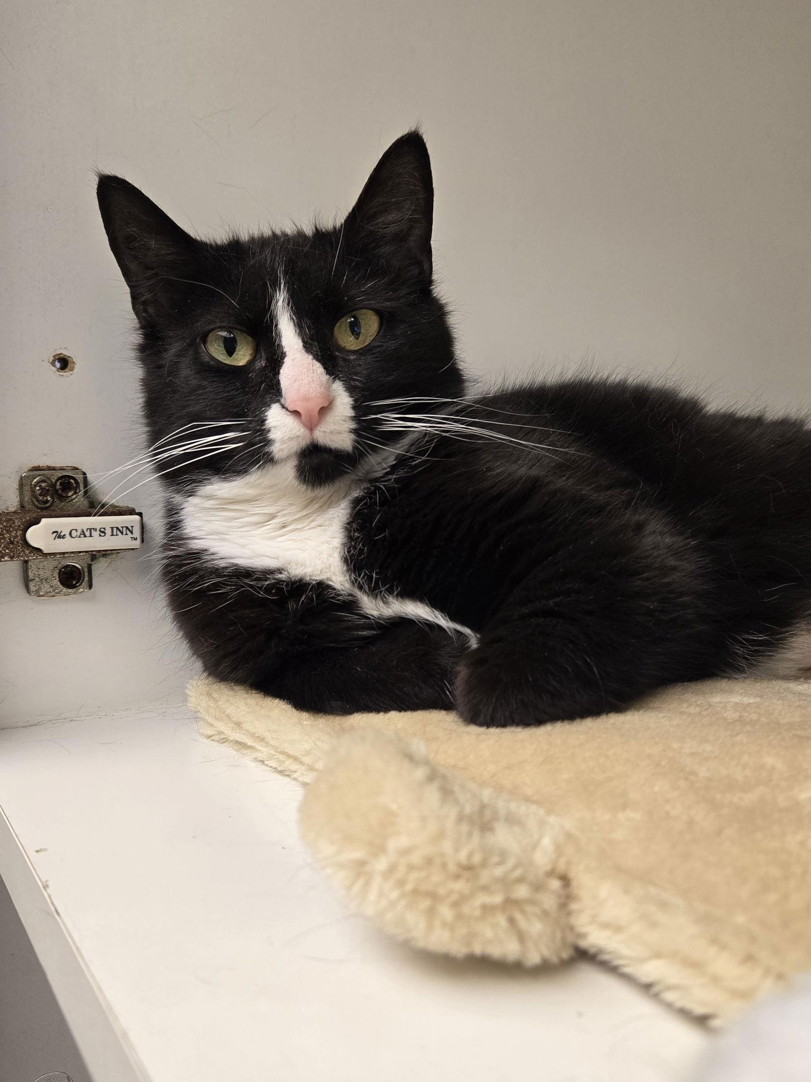 Enlarge Muffin, a Adoptable Domestic Short Hair in Harrisburg, PA image 2/2