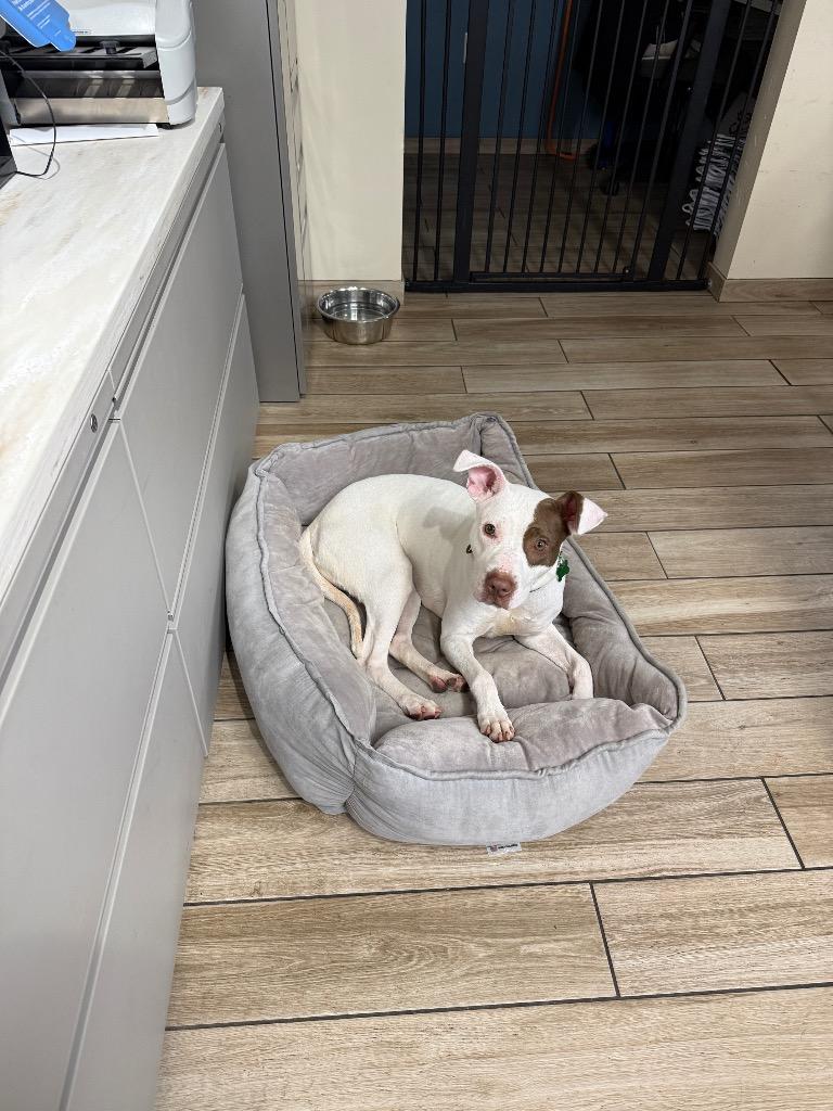 Chloe, Adoptable, Young Female Terrier.