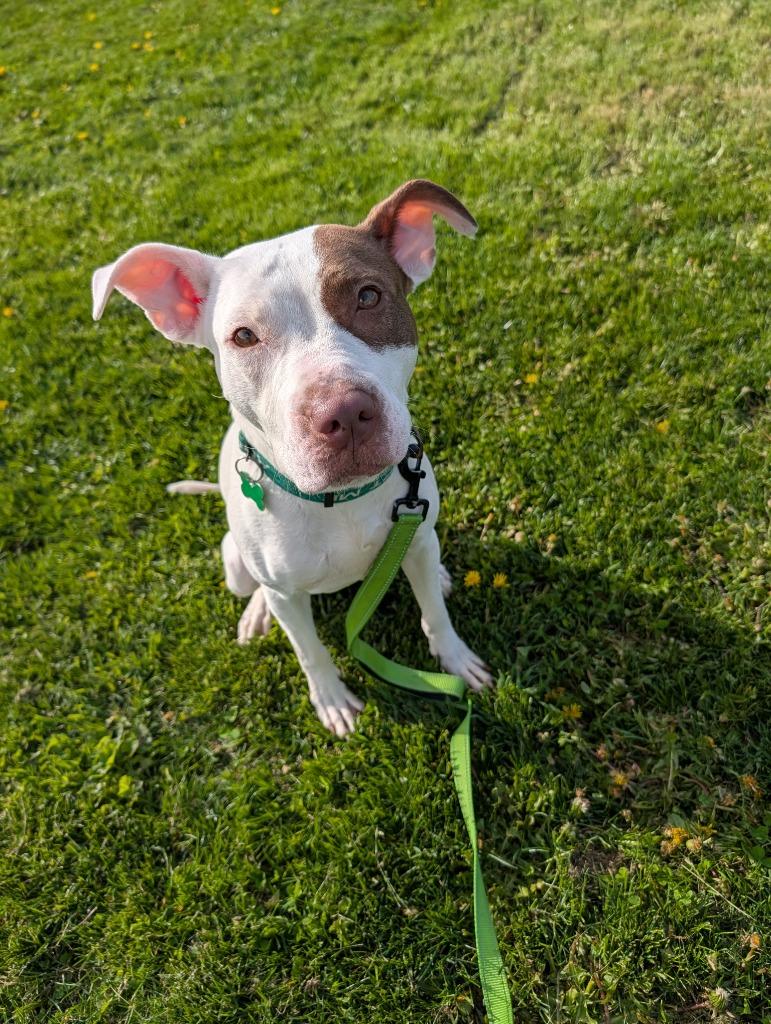 Chloe, a Adoptable mixed breed in North Syracuse, NY image 2/6