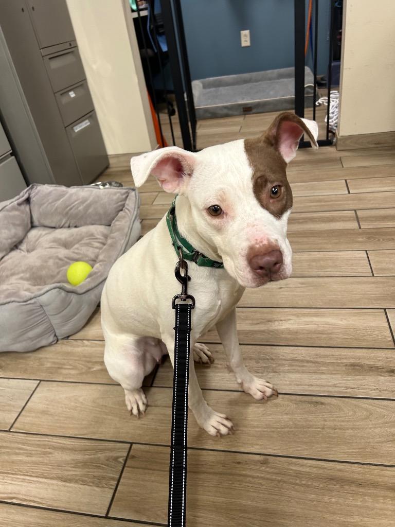 Chloe, a Adoptable mixed breed in North Syracuse, NY image 4/6