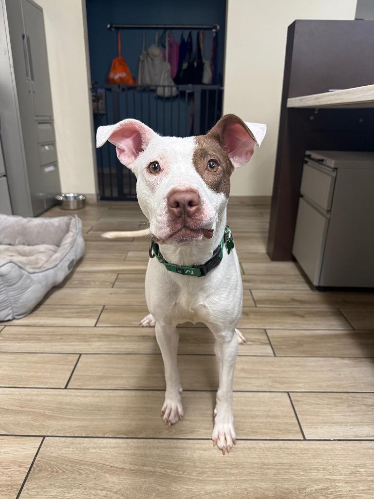 Chloe, a Adoptable mixed breed in North Syracuse, NY image 5/6