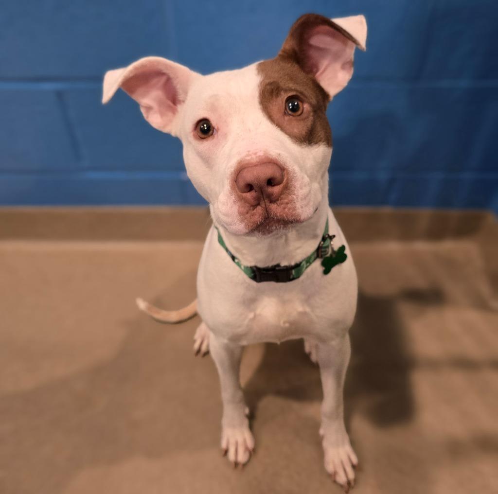 Chloe, a Adoptable mixed breed in North Syracuse, NY image 6/6