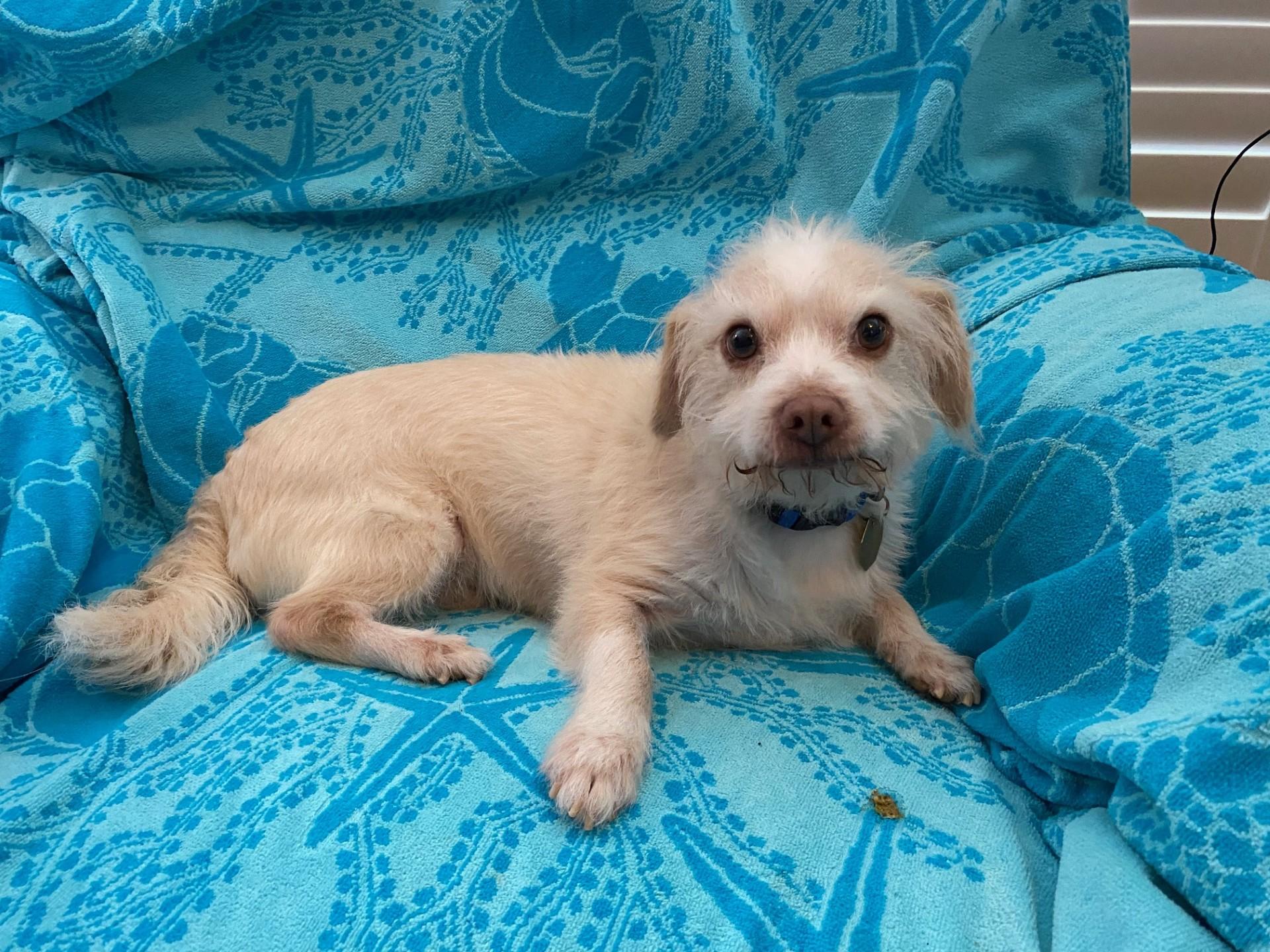 Enlarge Casper, a Adoptable mixed breed in Cedar Rapids, IA image 2/6