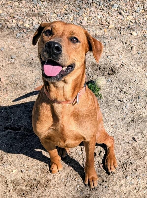 Enlarge Tinkerbell, a Adoptable Labrador Retriever in Colonial Heights, VA image 1/1
