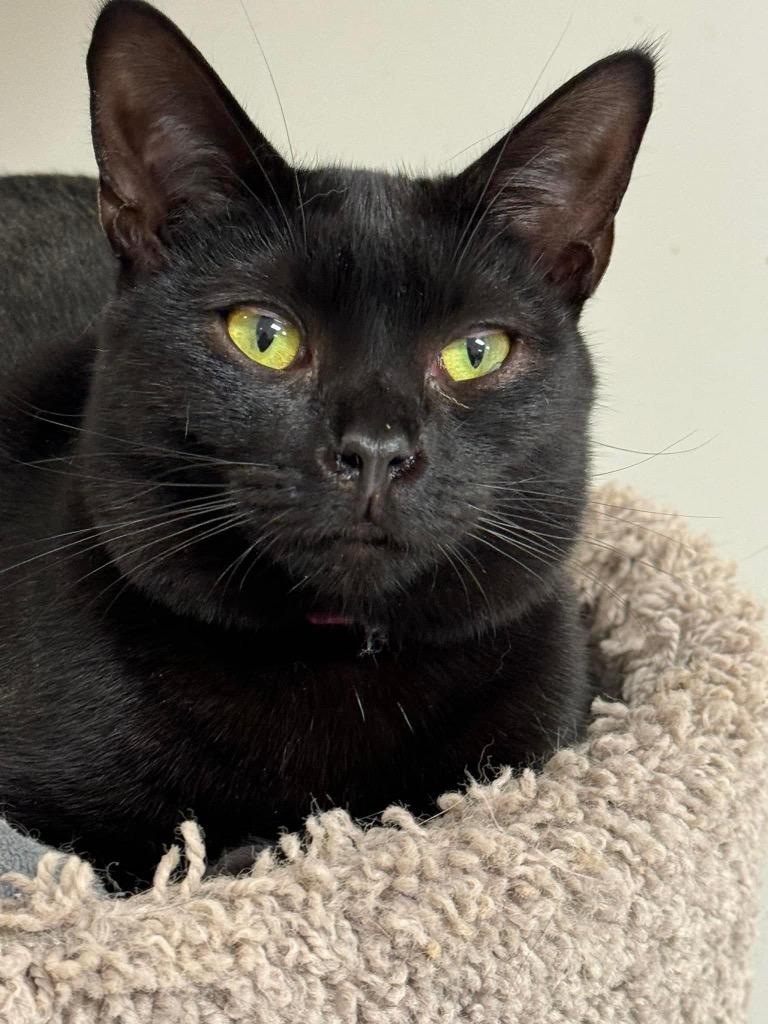 Enlarge Kersey, a Adoptable mixed breed in Dalton, GA image 1/2